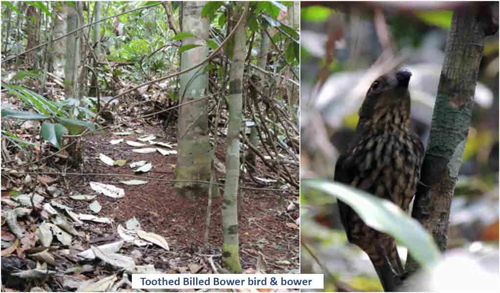 Toothed Billed Bower bird 