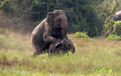 Sexual harassment of a juvenile elephant by a bull elephant ??? a highly unusual sexual behaviour