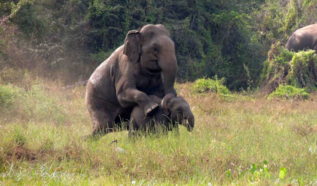 Sexual harassment of a juvenile elephant by a bull elephant ??? a highly unusual sexual behaviour