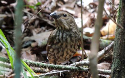 Toothed-Billed Bower Bird- The lazy Architect