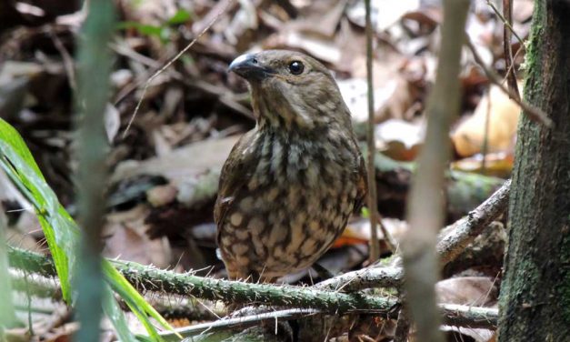 Toothed-Billed Bower Bird- The lazy Architect