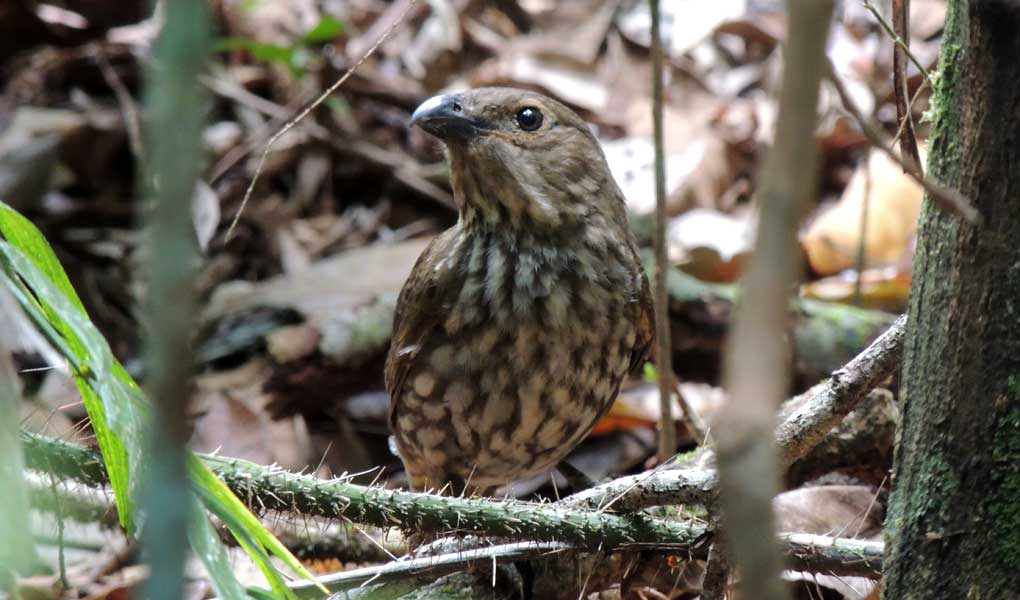 Toothed-Billed Bower Bird- The lazy Architect