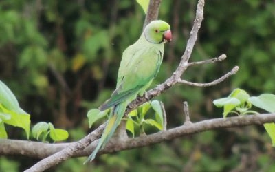 Beautiful destroyers – Rose-ringed Parakeets damaging sesame fields