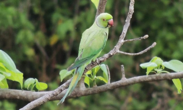 Beautiful destroyers – Rose-ringed Parakeets damaging sesame fields