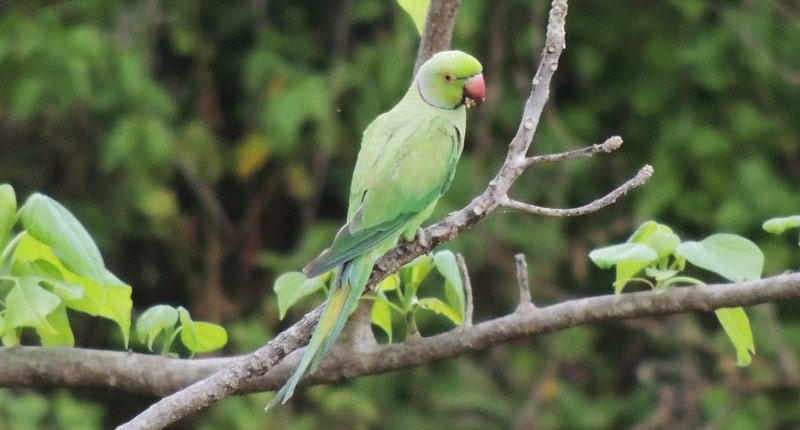 Beautiful destroyers – Rose-ringed Parakeets damaging sesame fields