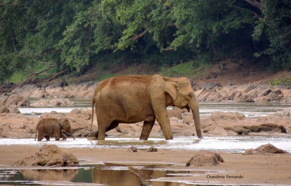 A NEWBORN BABY ELEPHANT TRAVELING ALONE WITH ITS MUM – AN UNUSUAL BEHAVIOUR