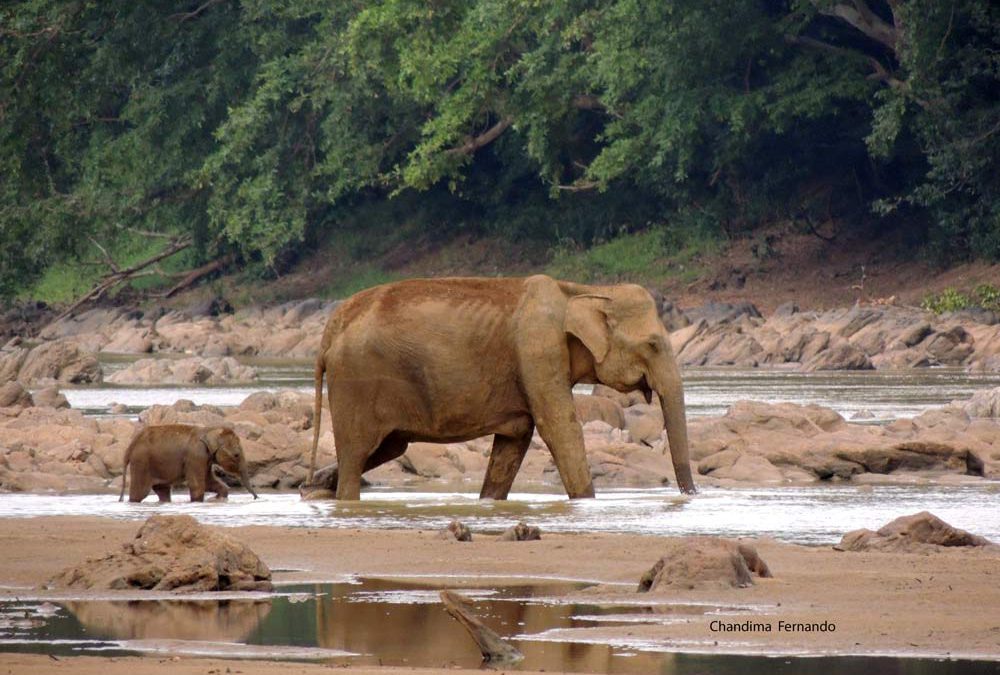 A NEWBORN BABY ELEPHANT TRAVELING ALONE WITH ITS MUM – AN UNUSUAL BEHAVIOUR