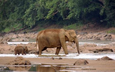 A NEWBORN BABY ELEPHANT TRAVELING ALONE WITH ITS MUM – AN UNUSUAL BEHAVIOUR