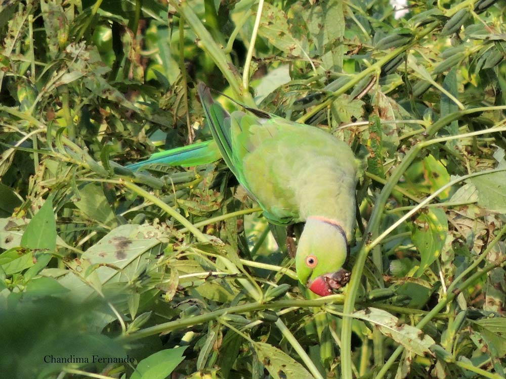 Rose-ringed Parakeets eating sesame