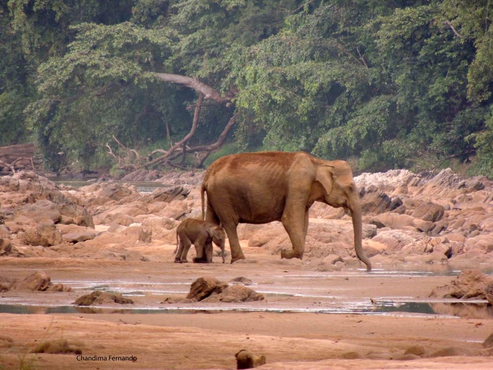 Baby elephant with mum