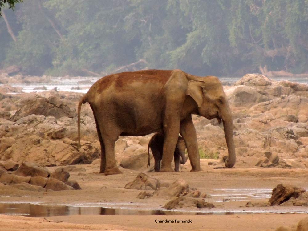 Baby elephant with mum