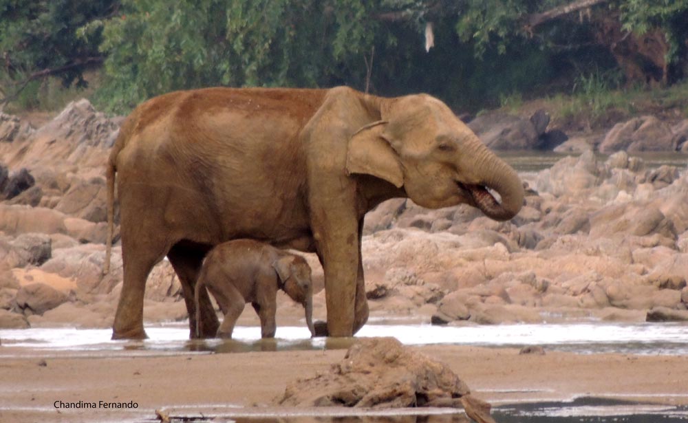 Baby elephant with mum