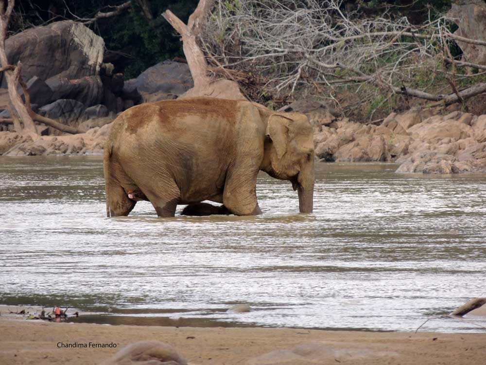 Baby elephant with mum