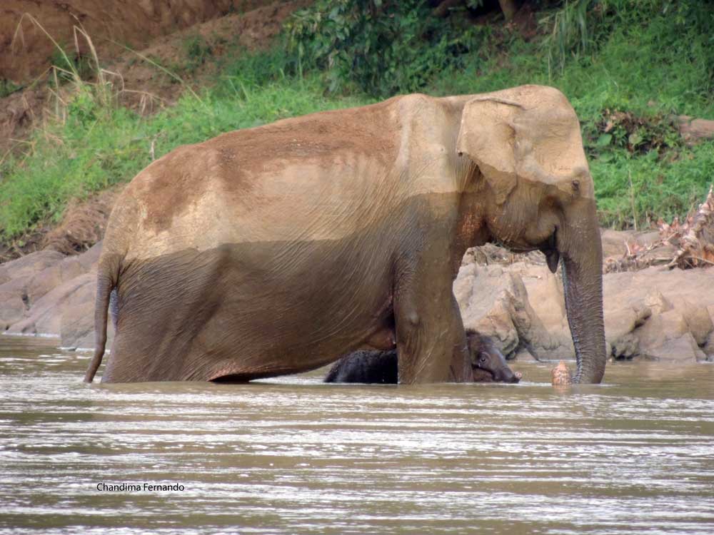 Baby elephant with mum