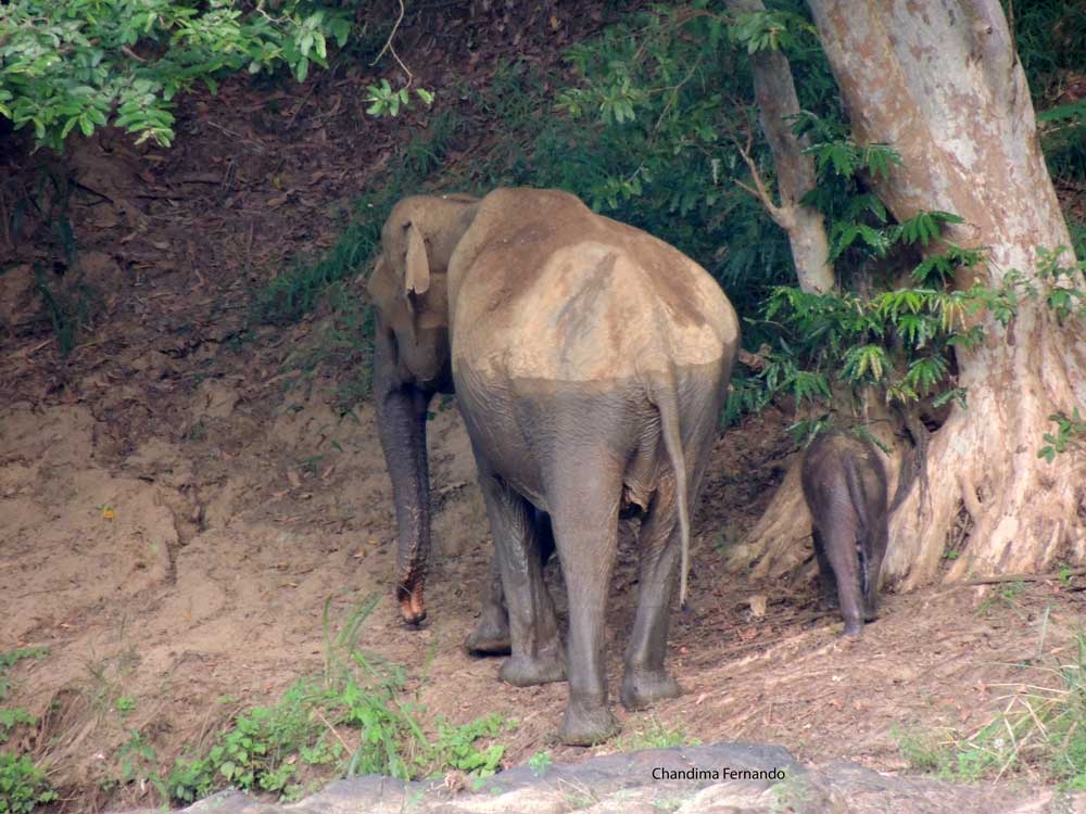 Baby elephant with mum