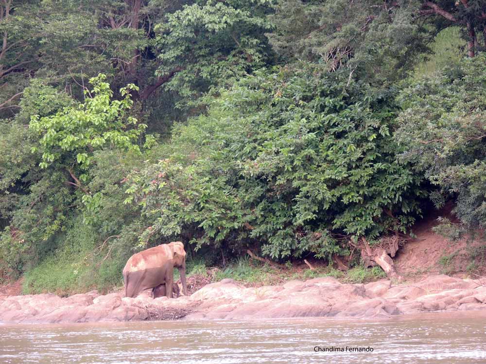 Baby elephant with mum