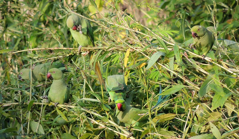 Parakeets on sesame