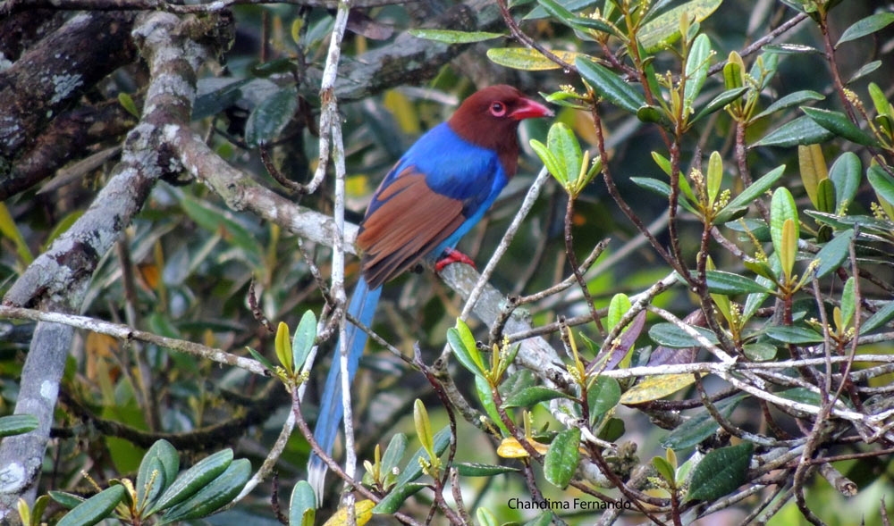 Sri Lanka Blue Magpie