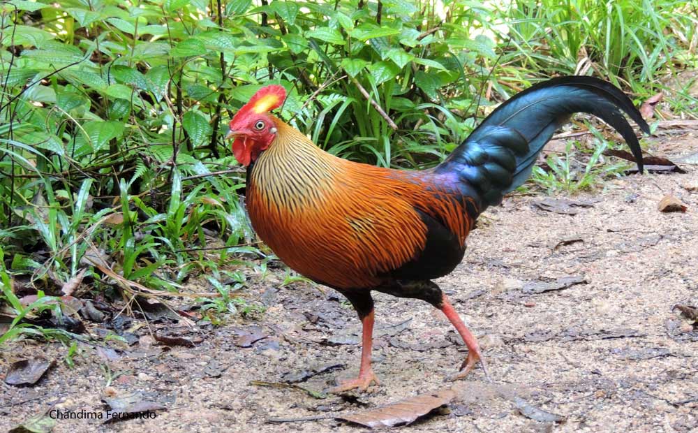 Sri Lankan Jungle fowl