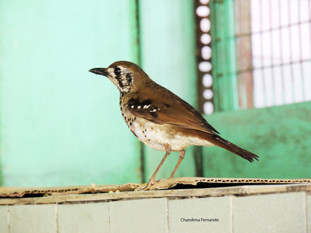 Sri Lanka Spot Winged Thrush