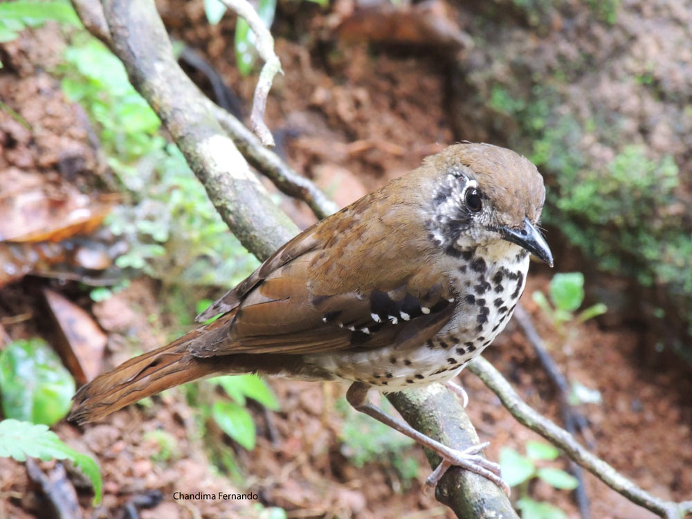 Sri Lanka Spot Winged Thrush