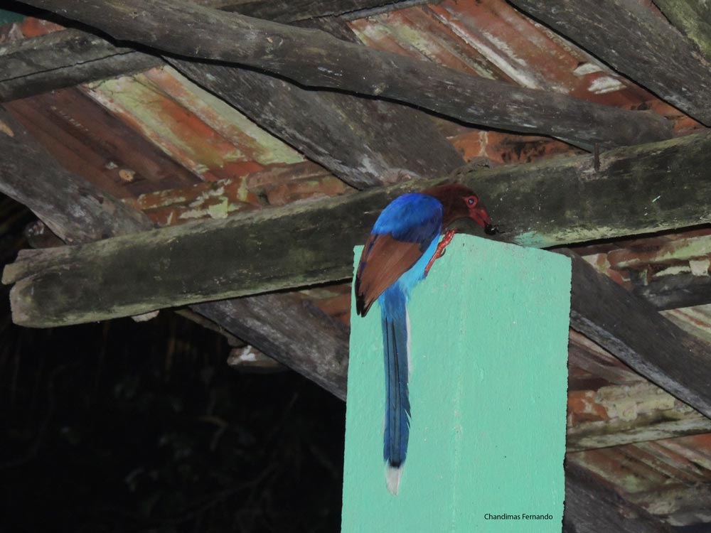 Sri Lanka Blue Magpie eating beetle