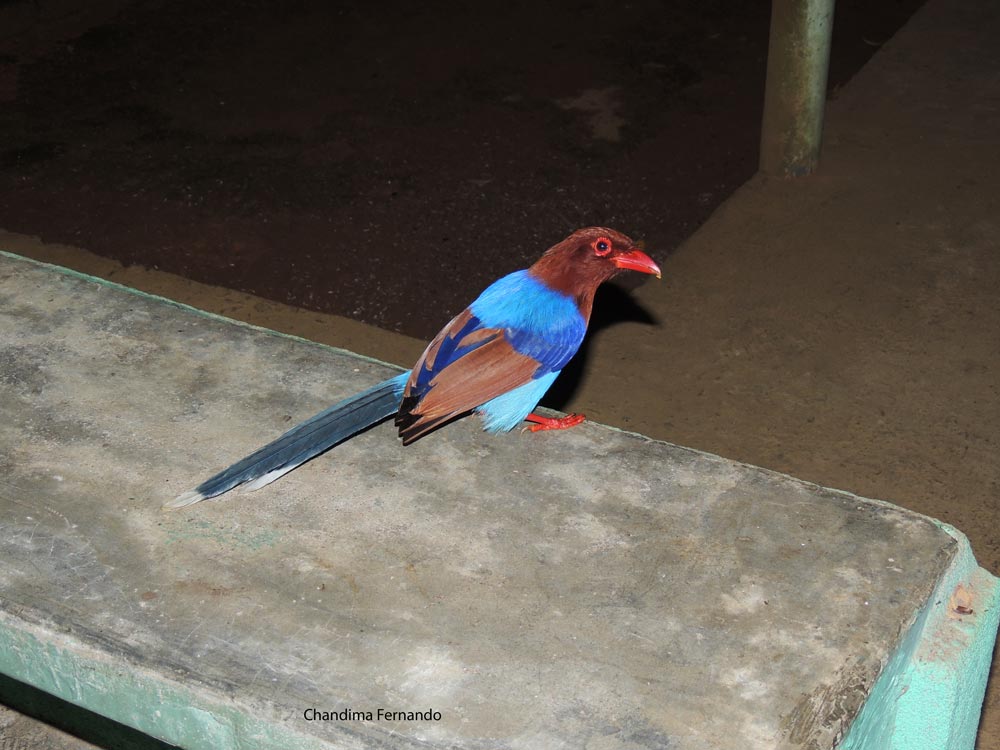 Sri Lanka Blue Magpie eating beetle