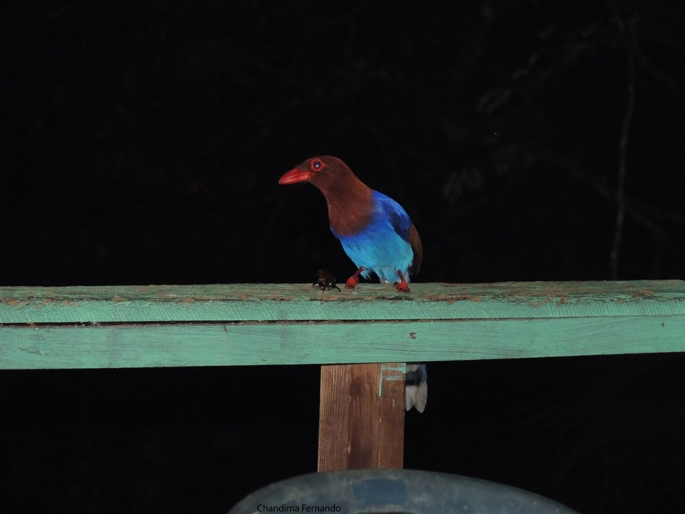 Sri Lanka Blue Magpie eating beetle