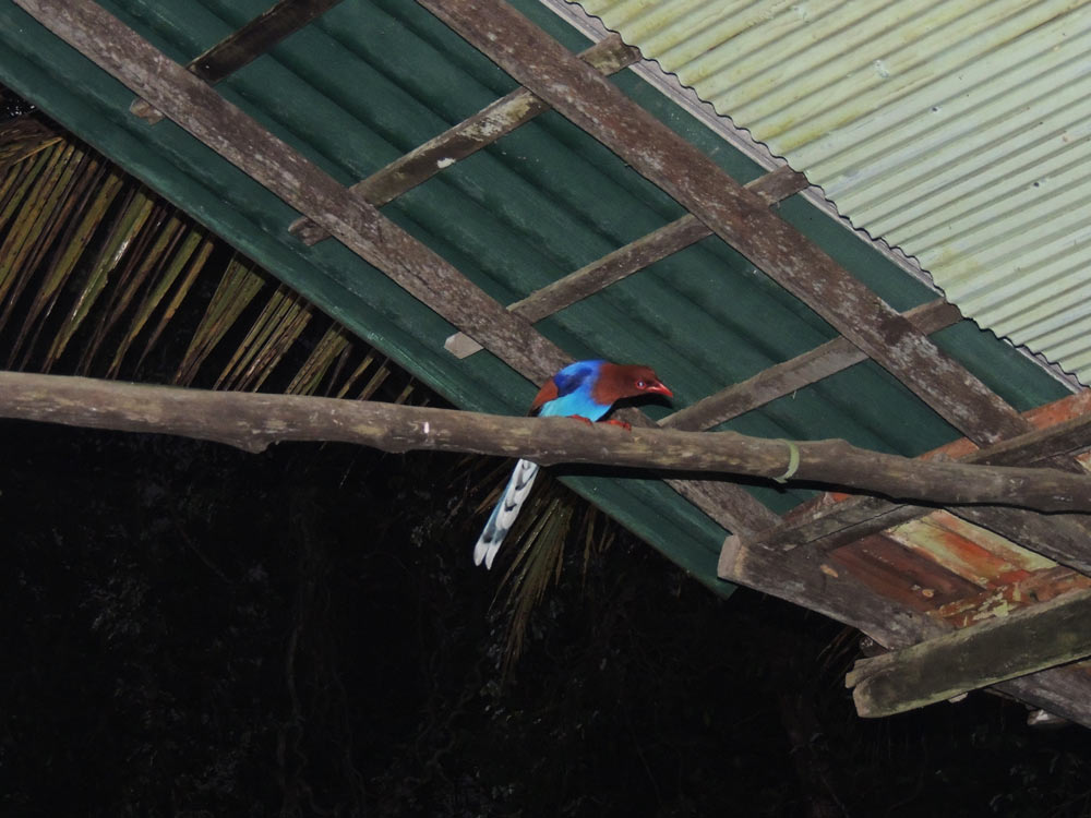 Sri Lanka Blue Magpie eating beetle