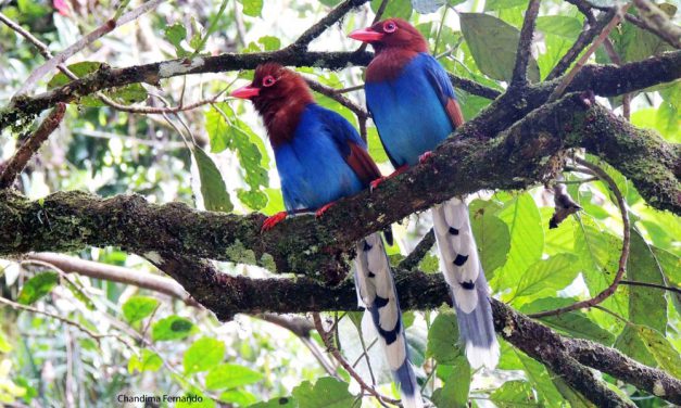 Habituating endemic birds to human in Sinharaja Forest