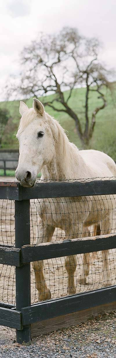 horse-riding-18